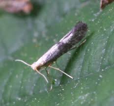 Attēlu rezultāti vaicājumam “Argyresthia spinosella”