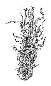 Attēlu rezultāti vaicājumam “Ulota crispa”