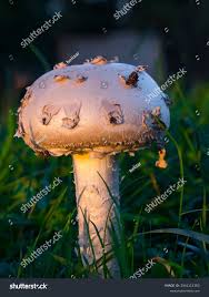 Attēlu rezultāti vaicājumam “Amanita strobiliformis”