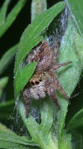 Attēlu rezultāti vaicājumam “Salticidae”