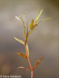 Attēlu rezultāti vaicājumam “Veronica scutellata bud”
