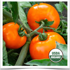 Afbeeldingsresultaat voor caro rich tomato