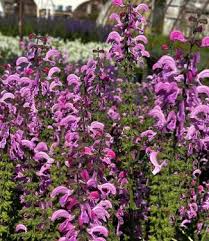 Image result for Salvia pratensis