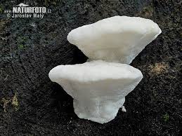 Attēlu rezultāti vaicājumam “Postia stiptica”