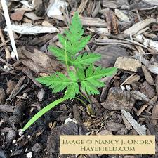 Image result for Myrrhis odorata