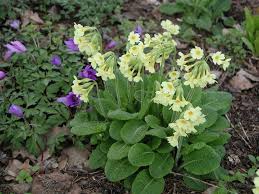 Image result for Schlüsselblumen