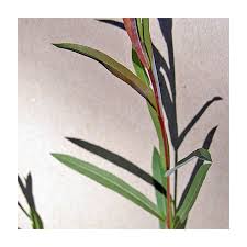 Attēlu rezultāti vaicājumam “Salix purpurea”