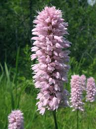 Attēlu rezultāti vaicājumam “Bistorta major leaf”