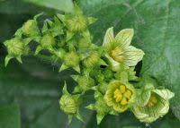 Attēlu rezultāti vaicājumam “Bryonia alba”