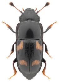 Attēlu rezultāti vaicājumam “Glischrochilus grandis”