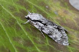 Attēlu rezultāti vaicājumam “Acronicta cuspis”