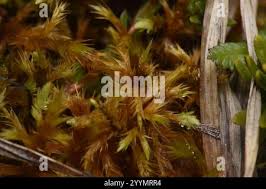 Attēlu rezultāti vaicājumam “Tomentypnum nitens”