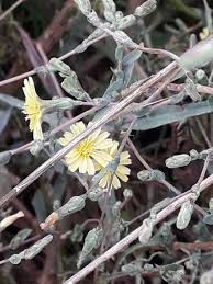 Attēlu rezultāti vaicājumam “Lactuca serriola”