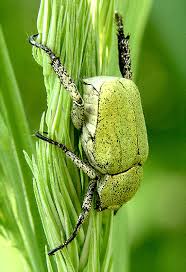 Attēlu rezultāti vaicājumam “Hoplia parvula”