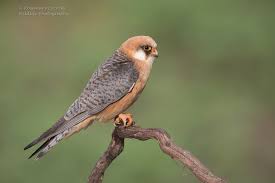 Attēlu rezultāti vaicājumam “Falco vespertinus”