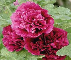 Image result for Alcea rosea