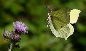 Attēlu rezultāti vaicājumam “Gonepteryx rhamni male”