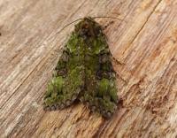 Attēlu rezultāti vaicājumam “Anaplectoides prasina”