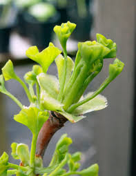 Attēlu rezultāti vaicājumam “Ginkgo biloba female flower”