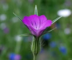 Image result for Kornrade