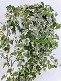 Attēlu rezultāti vaicājumam “Hedera helix  leaf”
