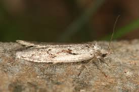 Attēlu rezultāti vaicājumam “Semioscopis steinkellneriana”