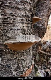 Attēlu rezultāti vaicājumam “Phellinus nigricans”