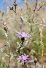 Attēlu rezultāti vaicājumam “Centaurea stoebe bud”