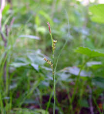Attēlu rezultāti vaicājumam “Carex digitata fruit”