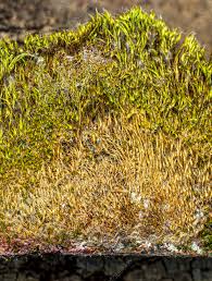 Attēlu rezultāti vaicājumam “Dicranum scoparium”