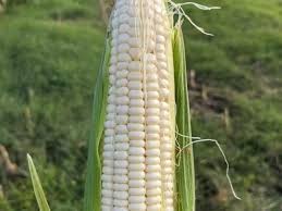 Image result for 春粒