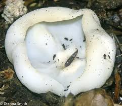 Attēlu rezultāti vaicājumam “Peziza vesiculosa”