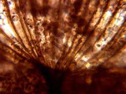 Attēlu rezultāti vaicājumam “Cribraria cancellata var. fusca macro”