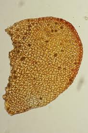 Attēlu rezultāti vaicājumam “Odontoschisma denudatum”