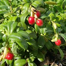 Attēlu rezultāti vaicājumam “Vaccinium vitis-idaea”