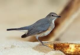 Image result for Irania gutturalis