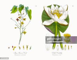 Attēlu rezultāti vaicājumam “Epimedium alpinum”