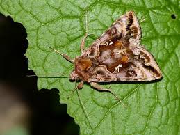 Attēlu rezultāti vaicājumam “Autographa pulchrina”