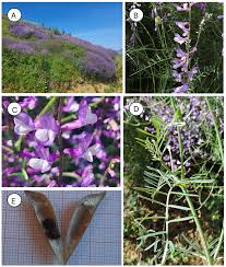 Attēlu rezultāti vaicājumam “Vicia tenuifolia flower”