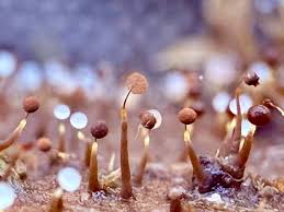 Attēlu rezultāti vaicājumam “Clastoderma debaryanum spores”