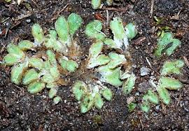 Attēlu rezultāti vaicājumam “Riccia sorocarpa macro”