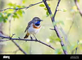 Attēlu rezultāti vaicājumam “Luscinia svecica adult”