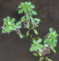 Attēlu rezultāti vaicājumam “Callitriche verna flower”