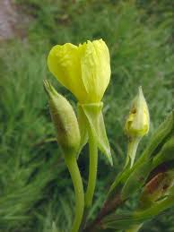 Image result for Oenothera biennis