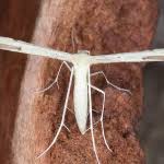 Attēlu rezultāti vaicājumam “Adaina microdactyla”