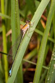 Attēlu rezultāti vaicājumam “Coenagrion puella male”