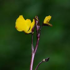 Attēlu rezultāti vaicājumam “Utricularia intermedia bud”