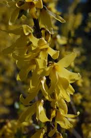 Attēlu rezultāti vaicājumam “Forsythia viridissima flower”