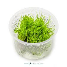 Attēlu rezultāti vaicājumam “Plagiomnium affine”