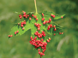 Attēlu rezultāti vaicājumam “Vasates quadripedes”